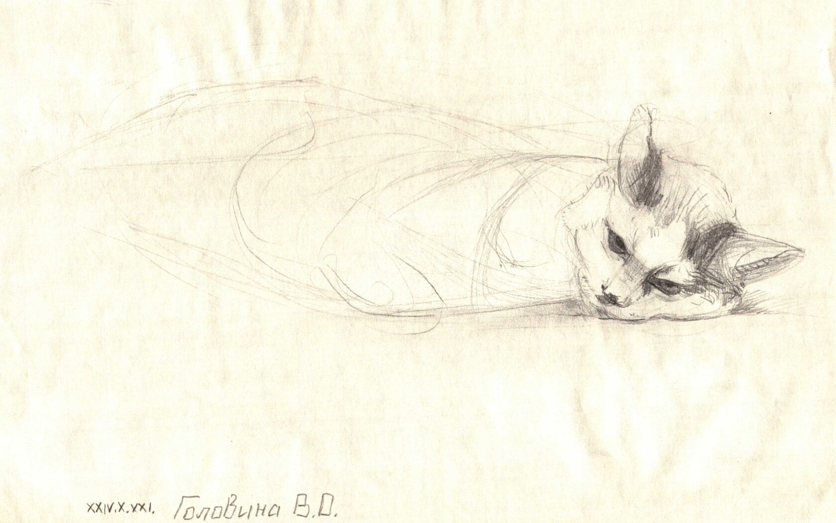 A cat named Mira